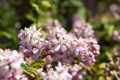 Deutzia 'Mont Rose' C3 60-80