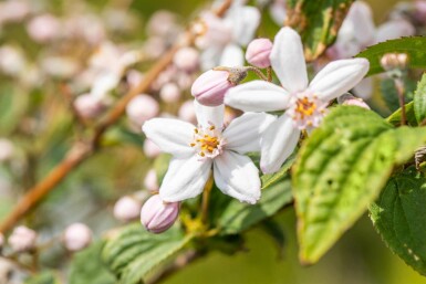 Deutzia 'Mont Rose' C3 60-80