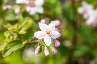 Deutzia 'Mont Rose' C3 60-80