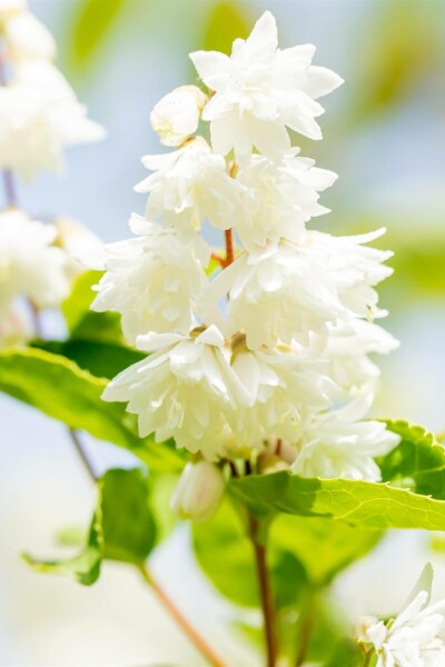 Deutzia Deutzia scabra 'Plena' struik 60-80 C3 Deutzia scabra 'Plena' struik 60-80 cm