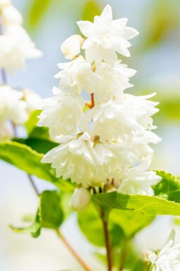 Deutzia Deutzia scabra 'Plena' struik 60-80 C3 Deutzia scabra 'Plena' struik 60-80 cm