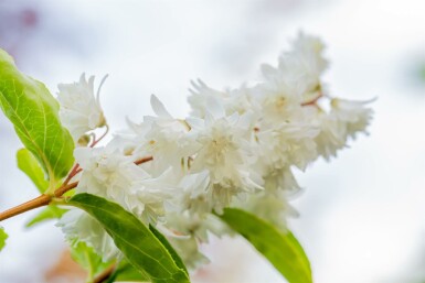Deutzia scabra 'Plena' C3 60-80