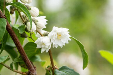 Deutzia scabra 'Plena' C3 60-80