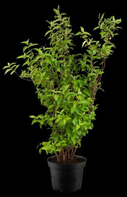 Deutzia Deutzia scabra 'Plena' struik 60-80 C3 Deutzia scabra 'Plena' struik 60-80 cm