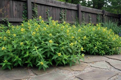 Diervilla sessilifolia 'Butterfly' struik 20-30 cm