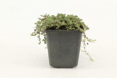 Woltijm Thymus praecox 'Pseudolanuginosus' 5-10 Pot P9 Thymus praecox 'Pseudolanuginosus'