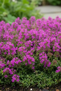 Kruiptijm Thymus praecox 'Purple Beauty' 5-10 Pot P9 Thymus praecox 'Purple Beauty'