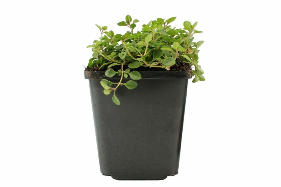 Gewone tijm Thymus serpyllum 5-10 Pot P9 Thymus serpyllum