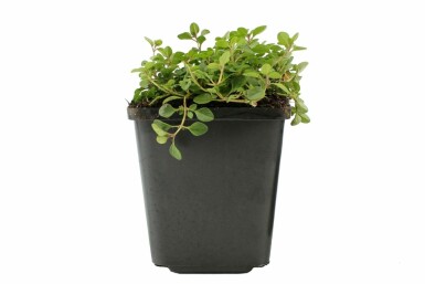 Gewone tijm Thymus serpyllum 5-10 Pot P9 Thymus serpyllum