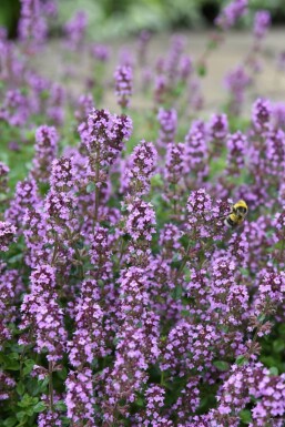 Gewone tijm Thymus serpyllum 5-10 Pot P9 Thymus serpyllum