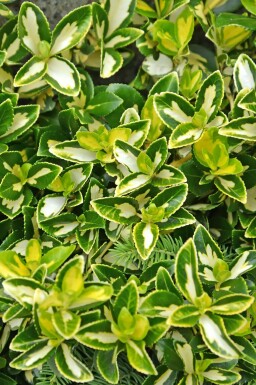 Kardinaalsmuts Euonymus fortunei 'Blondy' struik Euonymus fortunei 'Blondy' struik