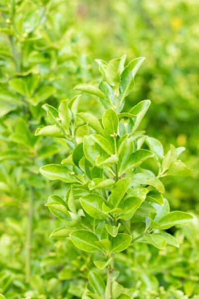 Euonymus japonicus C2 30-35