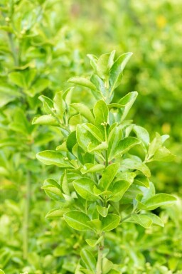 Euonymus japonicus C2 30-35
