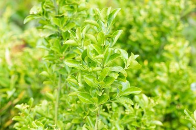 Euonymus japonicus C2 30-35