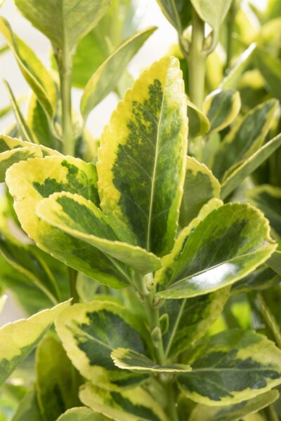 Euonymus japonicus 'Aureomarginatus' C1,7 20-30