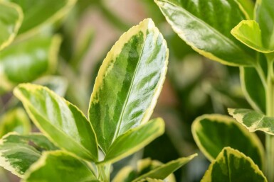 Euonymus japonicus 'Aureomarginatus' C1,7 20-30