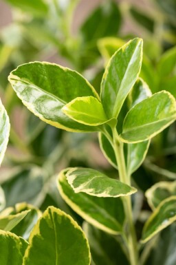 Euonymus japonicus 'Aureomarginatus' C1,7 20-30