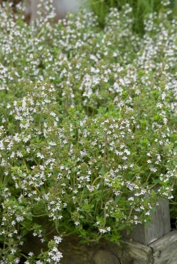 Gewone tijm Thymus vulgaris 5-10 Pot P9