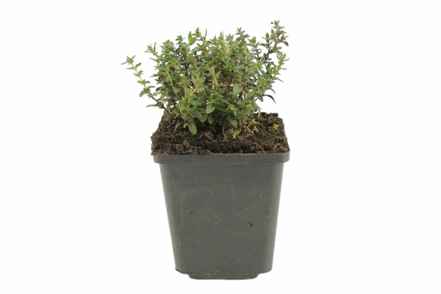 Gewone tijm Thymus vulgaris 5-10 Pot P9 Thymus vulgaris