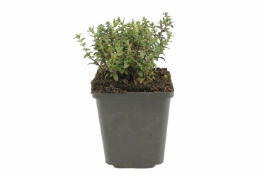 Gewone tijm Thymus vulgaris 5-10 Pot P9 Thymus vulgaris