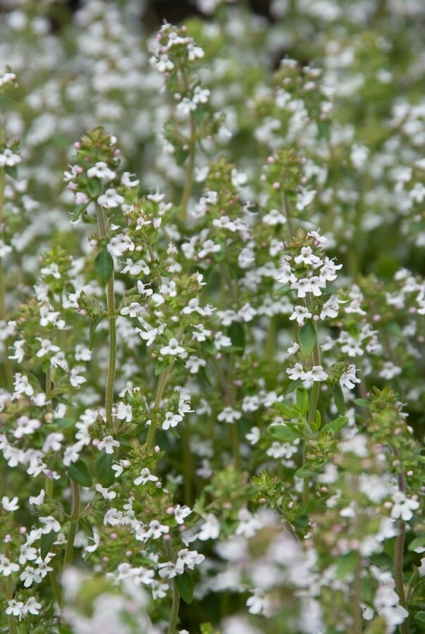Gewone tijm Thymus vulgaris 5-10 Pot P9 Thymus vulgaris
