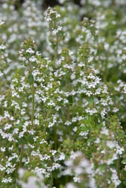 Gewone tijm Thymus vulgaris 5-10 Pot P9 Thymus vulgaris