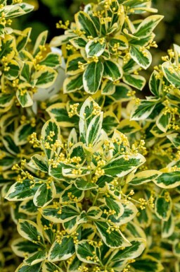 Euonymus japonicus 'Bravo' C2 25-30