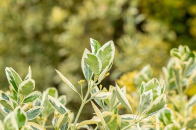 Euonymus japonicus 'Bravo' C2 25-30