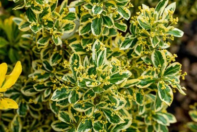 Euonymus japonicus 'Bravo' C2 25-30