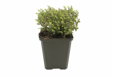 Gewone tijm Thymus vulgaris 'Compactus' 5-10 Pot P9 Thymus vulgaris 'Compactus'