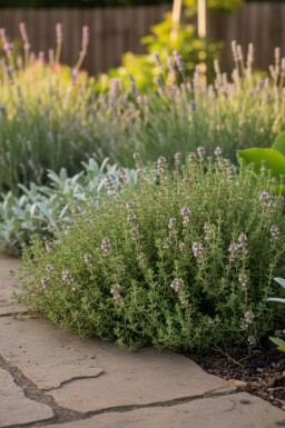 Gewone tijm Thymus vulgaris 'Compactus' 5-10 Pot P9 Thymus vulgaris 'Compactus'