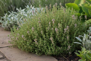 Thymus vulgaris 'Compactus'