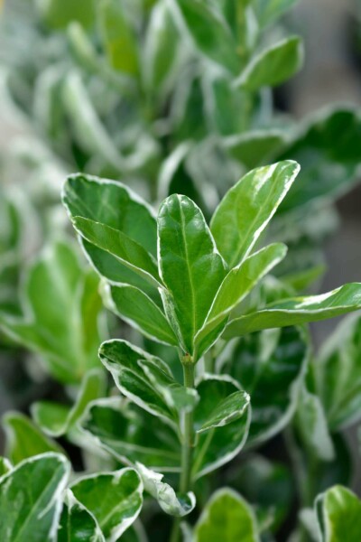 Euonymus japonicus 'Kathy' C2 20-25