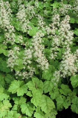 Schuimbloem Tiarella cordifolia 5-10 Pot P9 Tiarella cordifolia