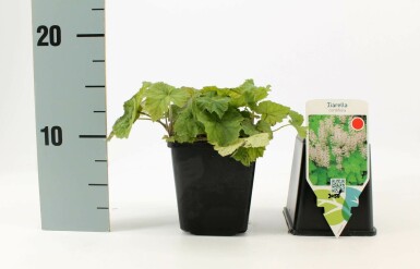 Schuimbloem Tiarella cordifolia 5-10 Pot P9 Tiarella cordifolia