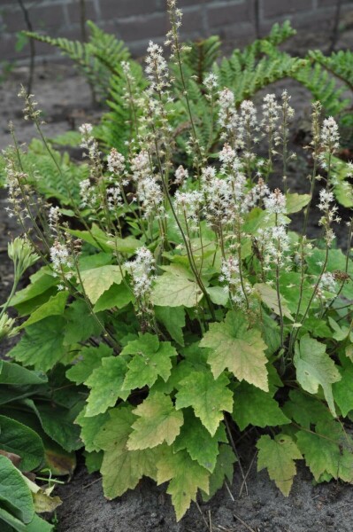 Schuimbloem Tiarella wherryi 5-10 Pot P9 Tiarella wherryi