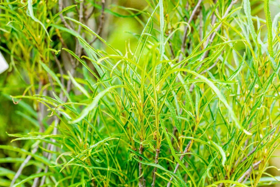 Vuilboom Frangula alnus 'Fine Line' struik 40-60 C3 Frangula alnus 'Fine Line' struik 40-60 cm