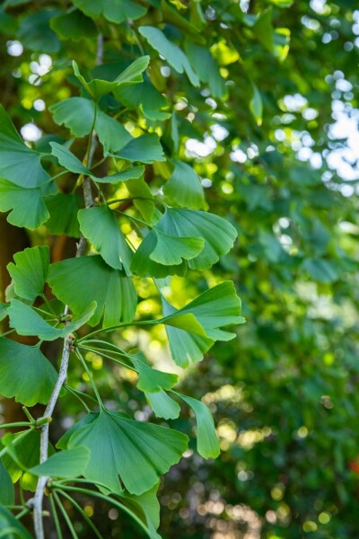 Ginkgo biloba C3 60-80