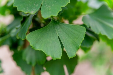 Ginkgo biloba C3 60-80