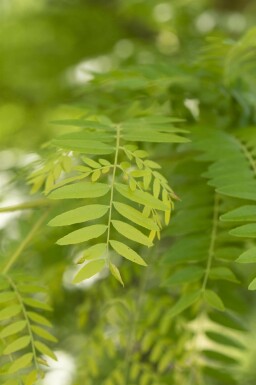 Gleditsia triacanthos 'Sunburst' C20 175-200
