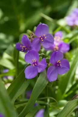 Eendagsbloem Tradescantia 'Zwanenburg Blue' 5-10 Pot P9 Tradescantia 'Zwanenburg Blue'