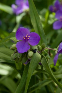 Eendagsbloem Tradescantia 'Zwanenburg Blue' 5-10 Pot P9