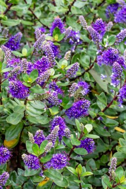 Geen afbeelding beschikbaar