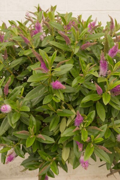 Hebe Hebe 'Great Orme' struik 20-25 C2 Hebe 'Great Orme' struik 20-25 cm