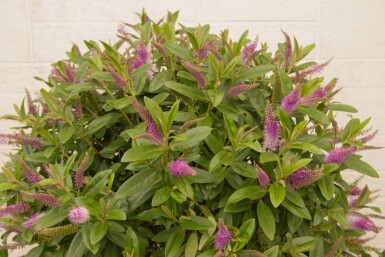 Hebe Hebe 'Great Orme' struik 20-25 C2 Hebe 'Great Orme' struik 20-25 cm