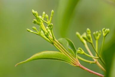Heptacodium miconioides C3 40-50