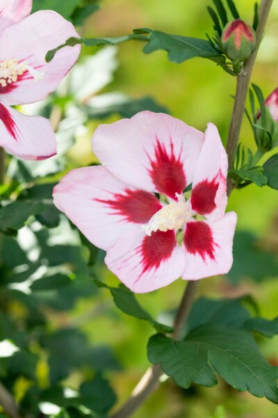 Hibiscus syriacus 'Hamabo' C5 40-50