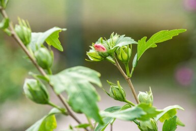 Hibiscus syriacus 'Hamabo' C5 40-50