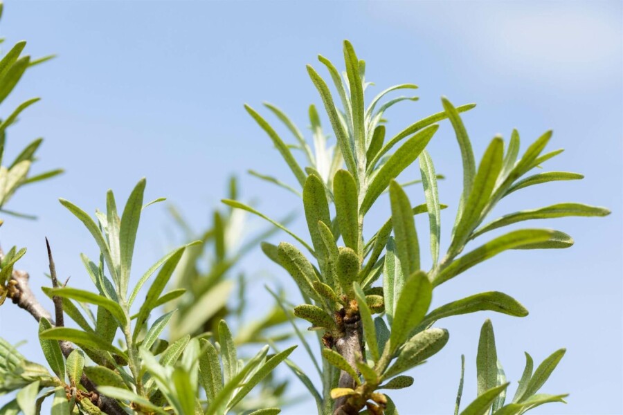 Duindoorn Hippophae rhamnoides struik 60-80 C2 Hippophae rhamnoides struik 60-80 cm