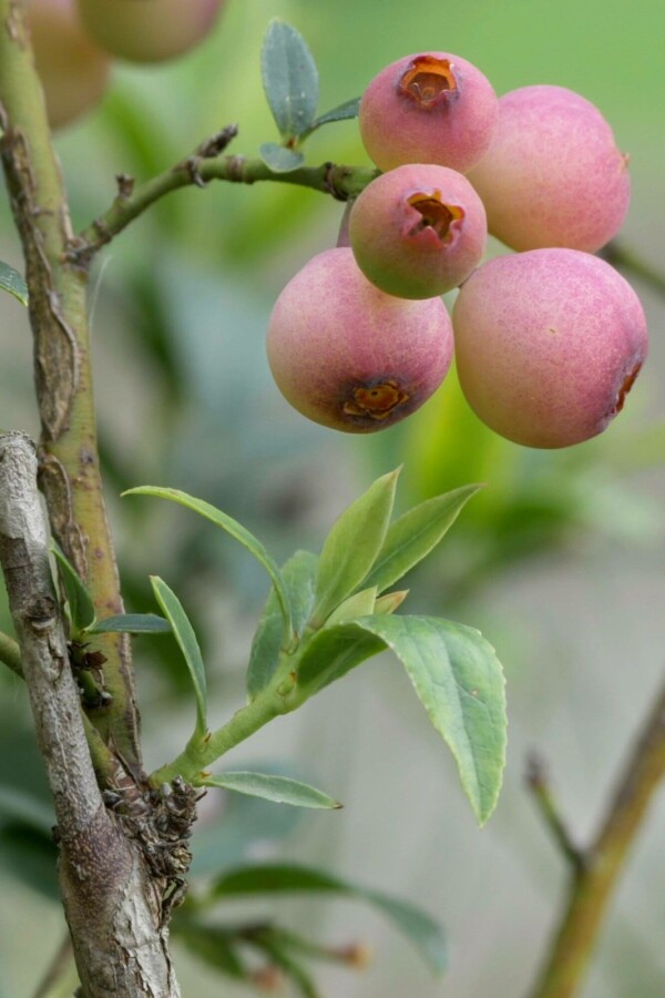 Vaccinium corymbosum 'Pink Lemonade' Vaccinium corymbosum 'Pink Lemonade'